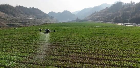 都匀：无人机“飞防”助力油菜安全过冬